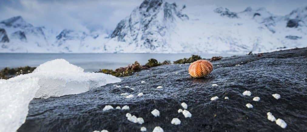 Fotoreise Lofoten - Nordlichter fotografieren