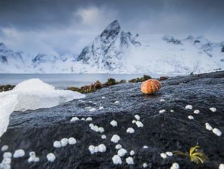 A shell is sitting on the rocks near the water.