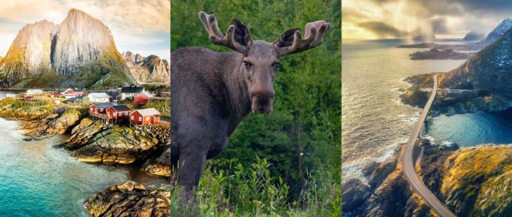 Natur-Elch-Lofoten-Fotoreise-Herbst