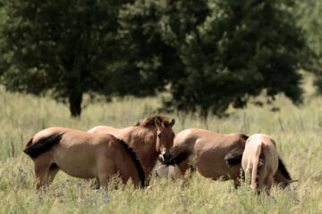 Przewalski1