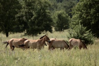 Przewalski2