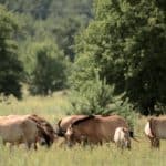 Przewalski Pferde in der Sperrzone
