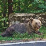 Ein Bär in den Karpaten-Rumänien