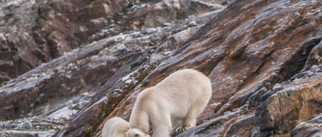 Eisbären auf unserer Spitzbergen Fotoreise