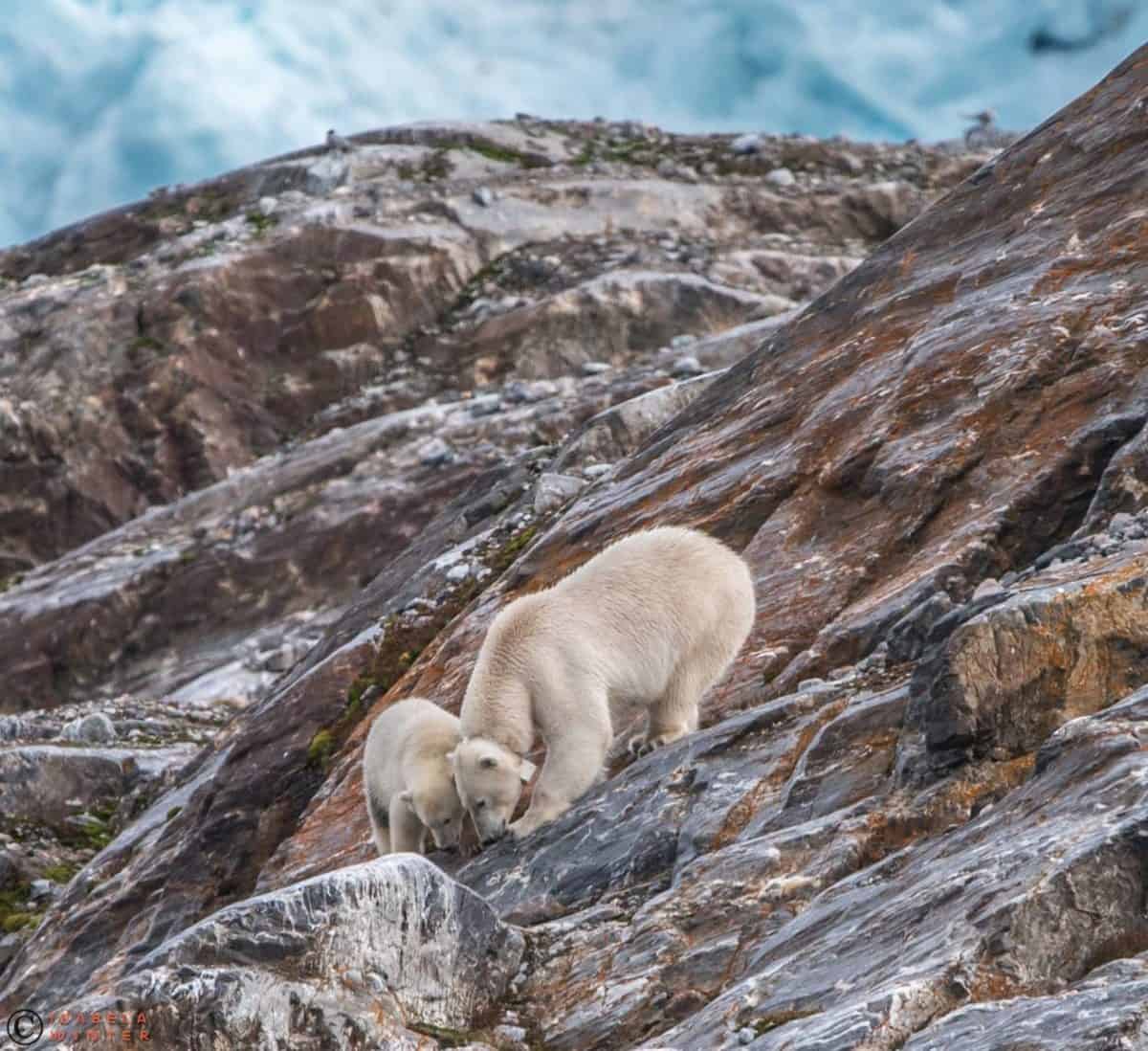 Eisbären auf unserer Spitzbergen Fotoreise