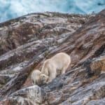 Eisbären auf unserer Spitzbergen Fotoreise