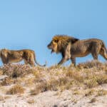 Fototour im Etosha Nationalpark