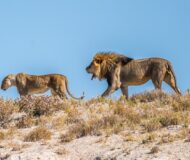 Eine Löwenfamilie auf der Pirsch