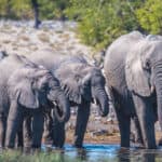 Elefanten am Wasserloch in Namibia