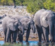 Elefanten am Wasserloch in Namibia