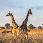 Tierwelt im Etosha Nationalpark