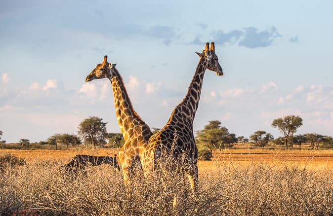 Tierwelt im Etosha Nationalpark