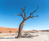 Impressionen aus der Wüste Namibias