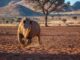Ein Nashorn im Etosha Nationalpark-Namibia
