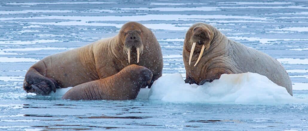Fragen und Antworten zu Spitzbergen Reisen