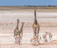 Tiere der Sawanne in Namibia