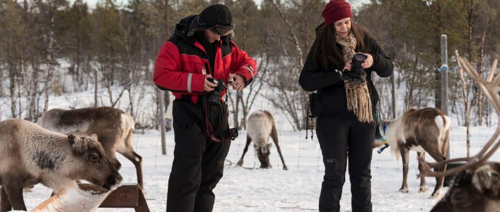 Rentiere fotografieren in Schwedisch Lappland